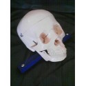 An exterior view of our model.  Shows the skull and how it is mounted