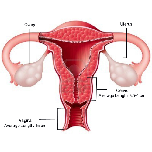 Female Reproductive Anatomy with specifications.
