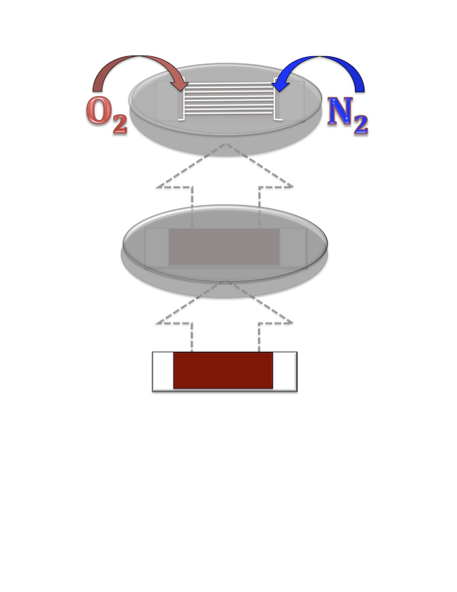 Figure 2. Conceptual Diagram of the final design. Luminescent detection material (PdOEPK or PtOEPK) is encapsulated in a polystyrene thin-film sensor. This is placed under the microfluidic device containing the channels, and the inflow of nitrogen and oxygen gas produce the oxygen gradient inside the device.
