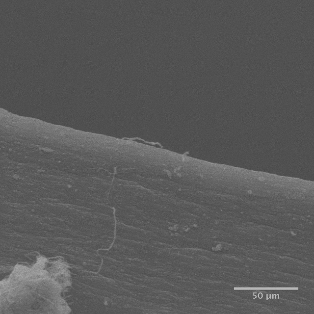 A scanning electron microscope image of an edge cut using a phaco-tool.  The edge is fairly smooth with no visible microtears.