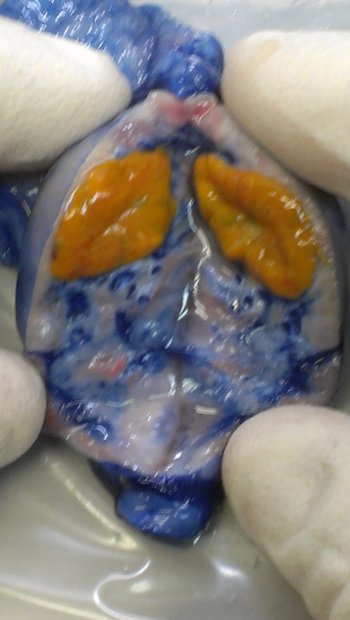 Ovary after 1 hr Flowing Trypan Blue through Vasculature