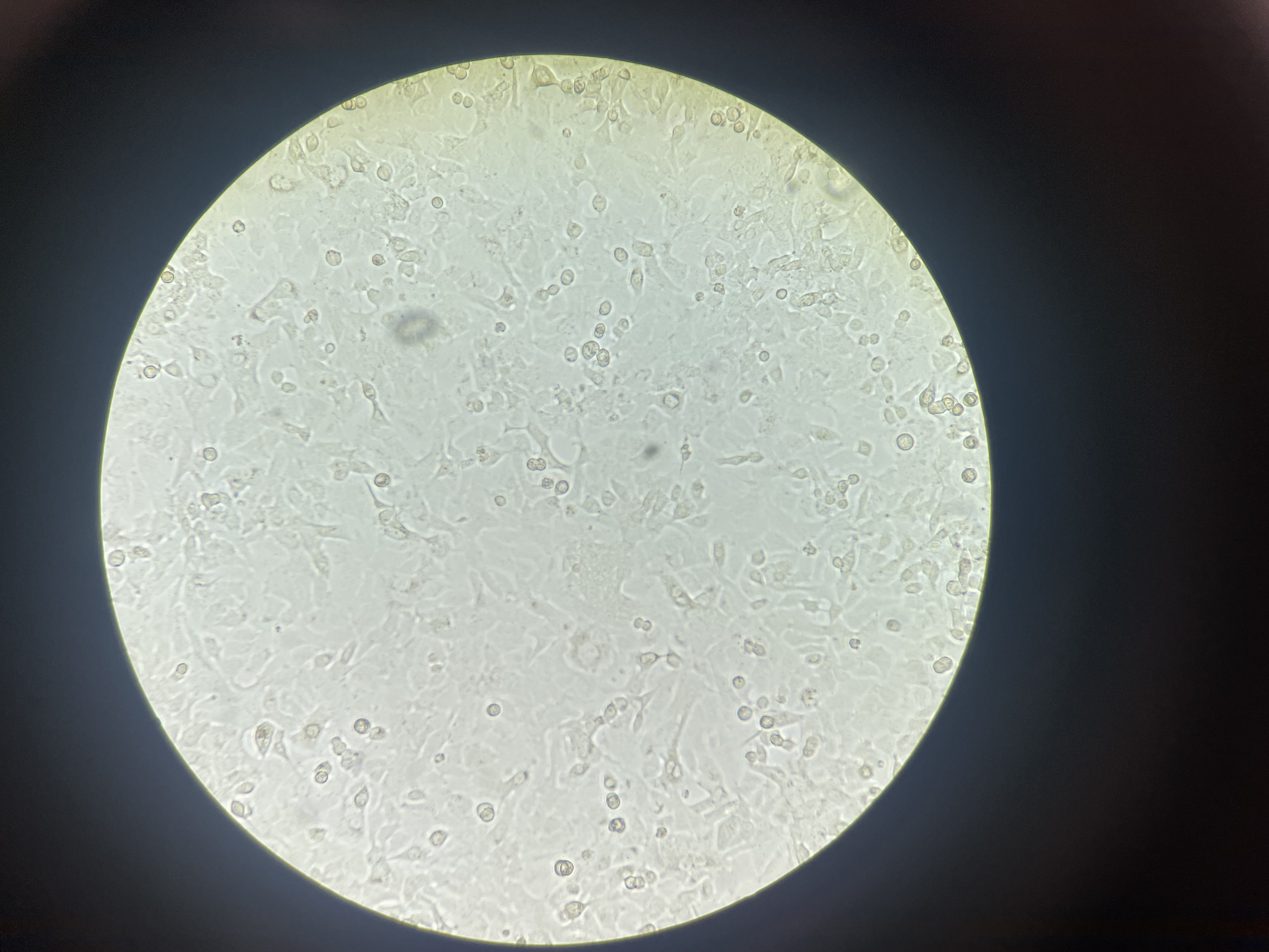 Microscope image of adhered cells before passage 10